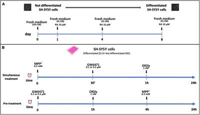 The endocannabinoidome mediator N-oleoylglycine is a novel protective agent against 1-methyl-4-phenyl-pyridinium-induced neurotoxicity